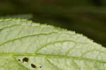 Heartleaf hedgenettle